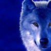 Loba